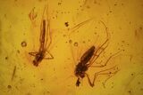 Detailed Fossil Flies (Diptera) In Baltic Amber #81776-3